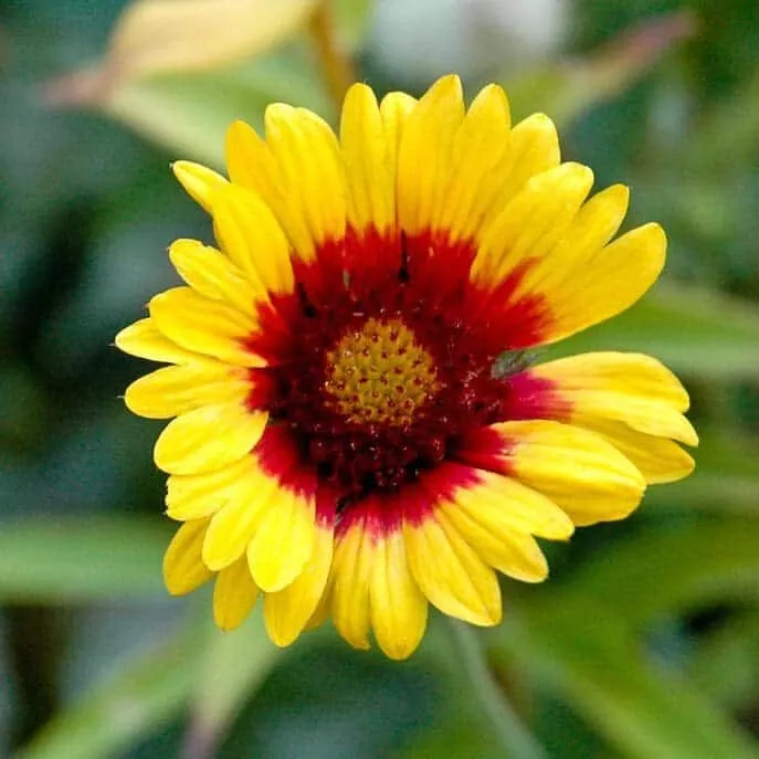 Blanketflower