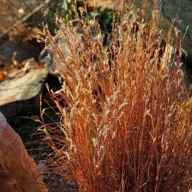 blaze-little-bluestem-grass Blaze Little Bluestem Grass