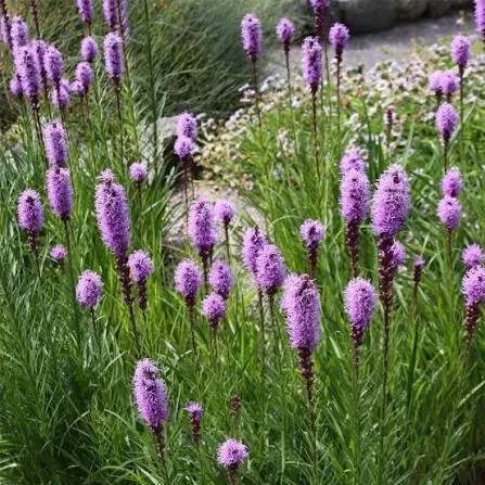 blazing-star-purple-1gal-au Blazing Star: Purple- 1gal (Au)