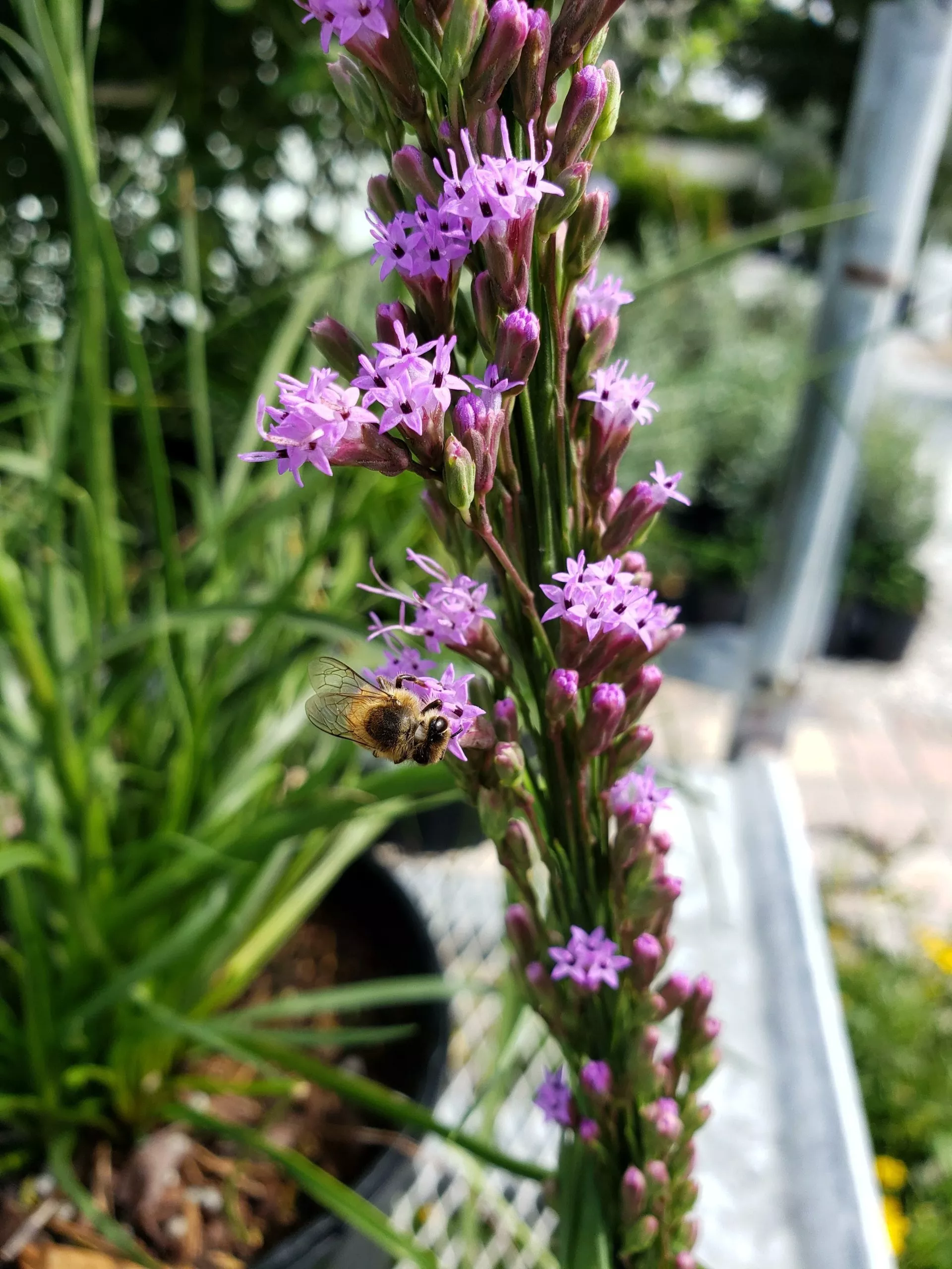 blazing-star Blazing Star