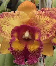 Blc. Hausermann's Starfire 'Times Square'