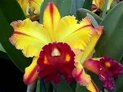 Blc. Toshie Aoki 'Pizzaz', 4in. Pots