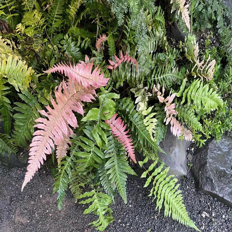 blechnum-occidentale Blechnum occidentale