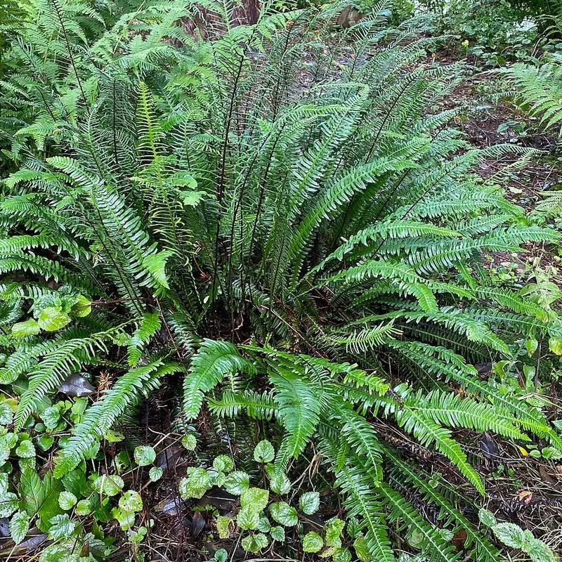blechnum-spicant Blechnum spicant