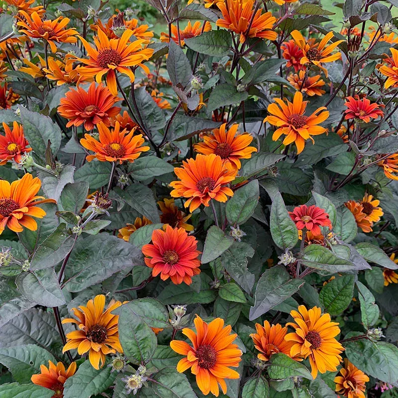 bleeding-hearts-heliopsis Bleeding Hearts Heliopsis