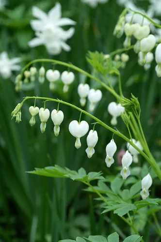 bleeding-hearts-white Bleeding Hearts (White)