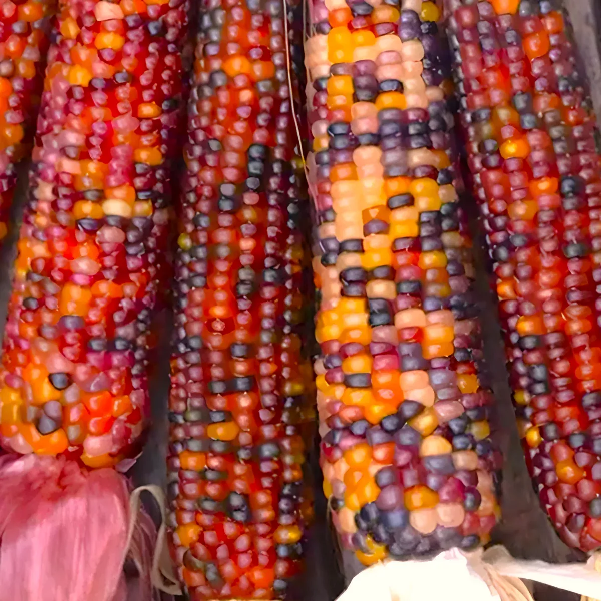 blender-mini-ornamental-corn Blender Mini Ornamental Corn
