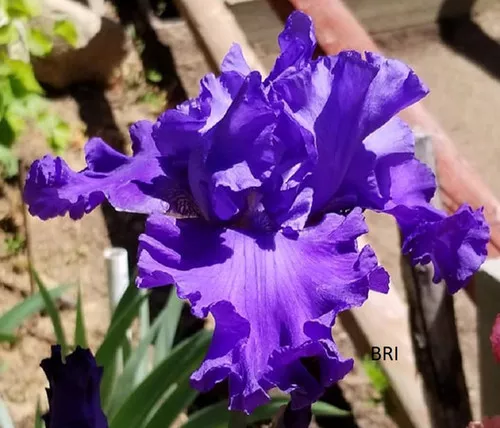 Blenheim Royal