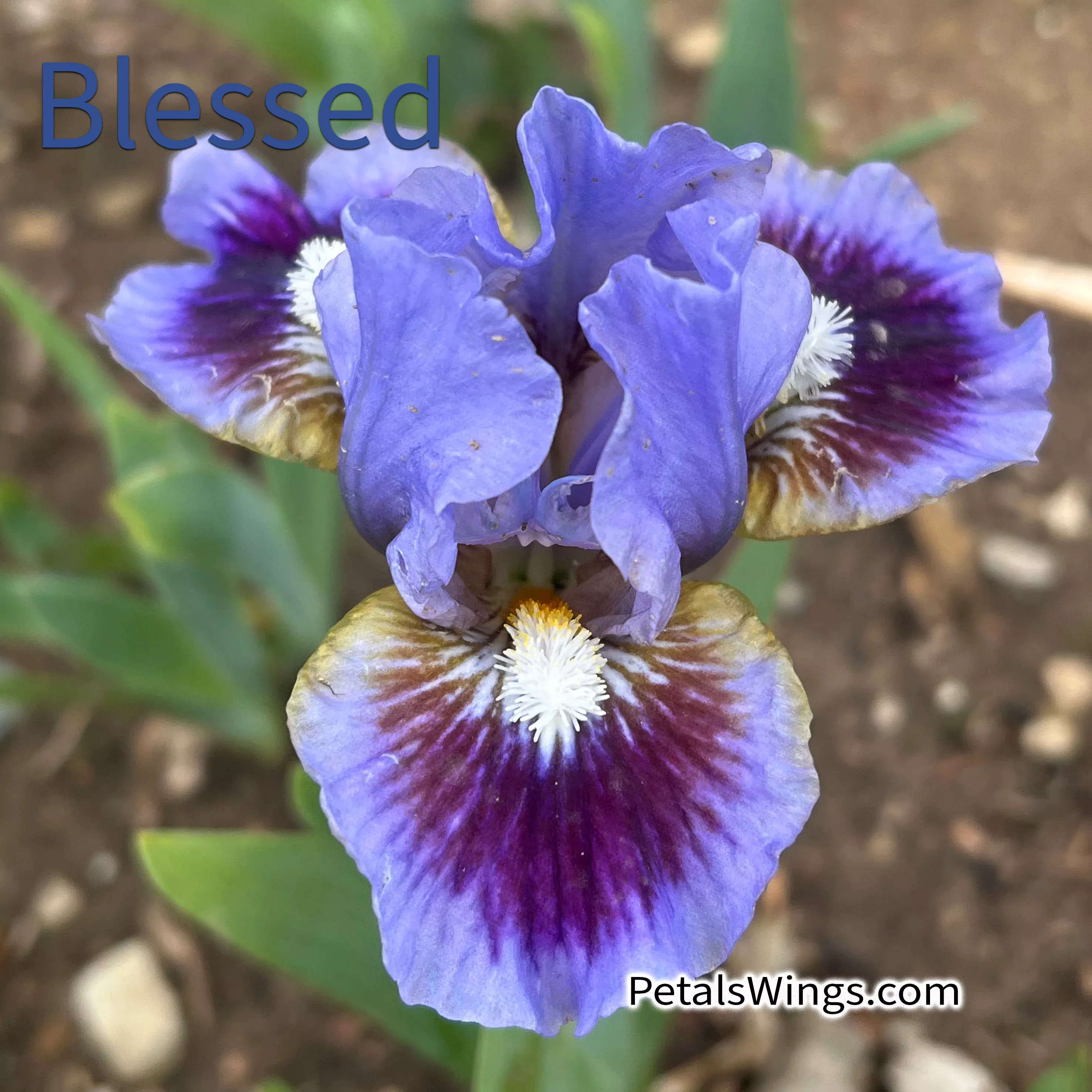 blessed-2021-sdb-fragrant BLESSED - 2021 - SDB - Fragrant