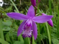 Bletilla striata 'Shi-Ran'