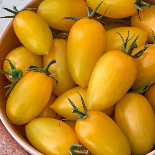bliss-tomato-seeds Bliss Tomato Seeds