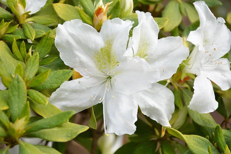 bloom-thon-white-azalea Bloom-A-Thon White Azalea