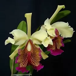 *Blooming Size SPECIAL - Cattleya dowiana f. aurea 'Hsinying', 5” Basket, Blooming Size