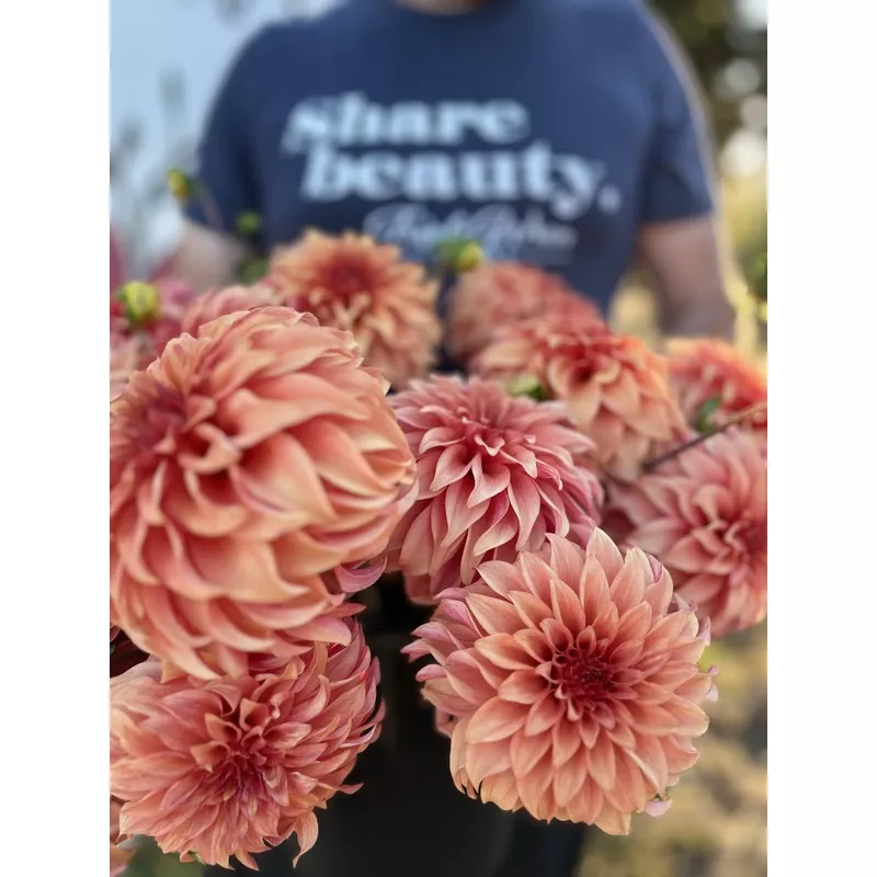 bloomquist-pleasing-dahlia-tuber Bloomquist Pleasing Dahlia Tuber