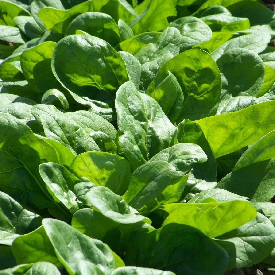 bloomsdale-spinach Bloomsdale Spinach