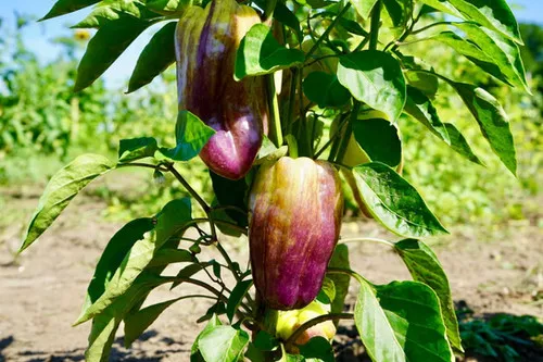 blot-pepper Blot Pepper