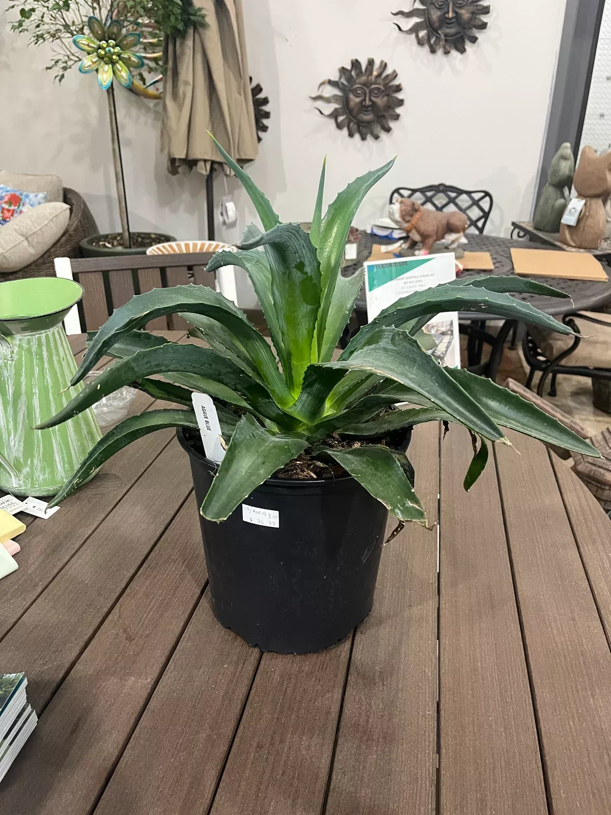 blue-agave Blue Agave