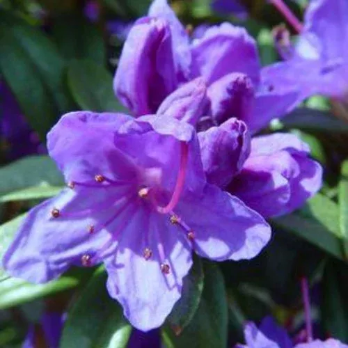 blue-baron-rhododendron Blue Baron Rhododendron