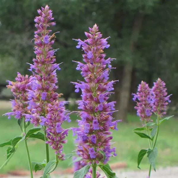 blue-blazes-agastache Blue Blazes Agastache