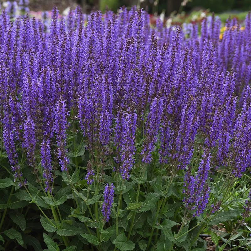 blue-by-you-salvia Blue By You Salvia