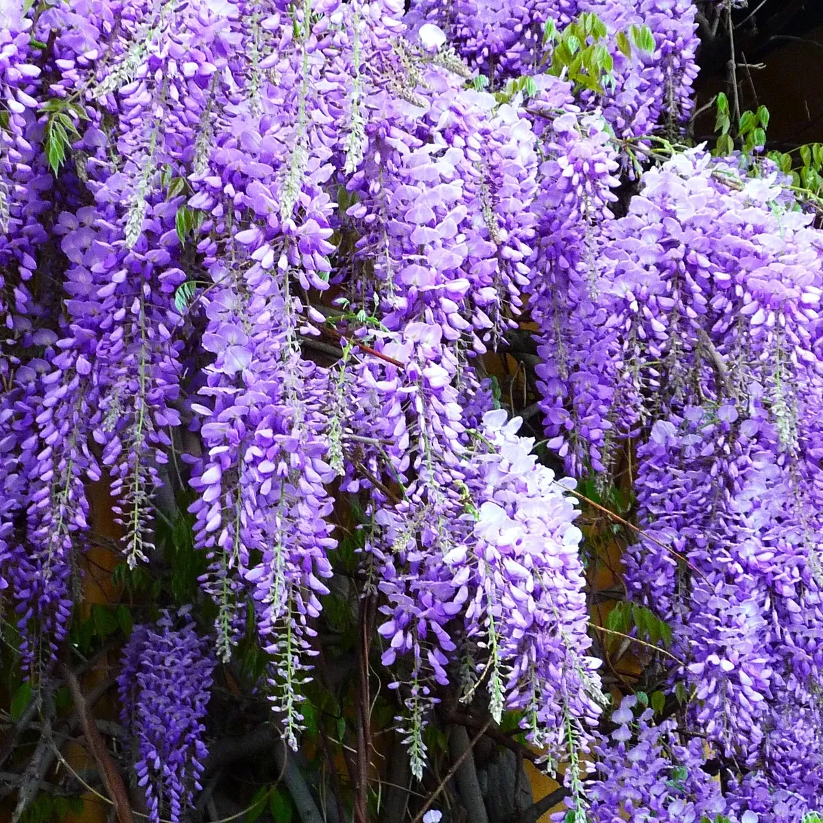 blue-chinese-wisteria Blue Chinese Wisteria