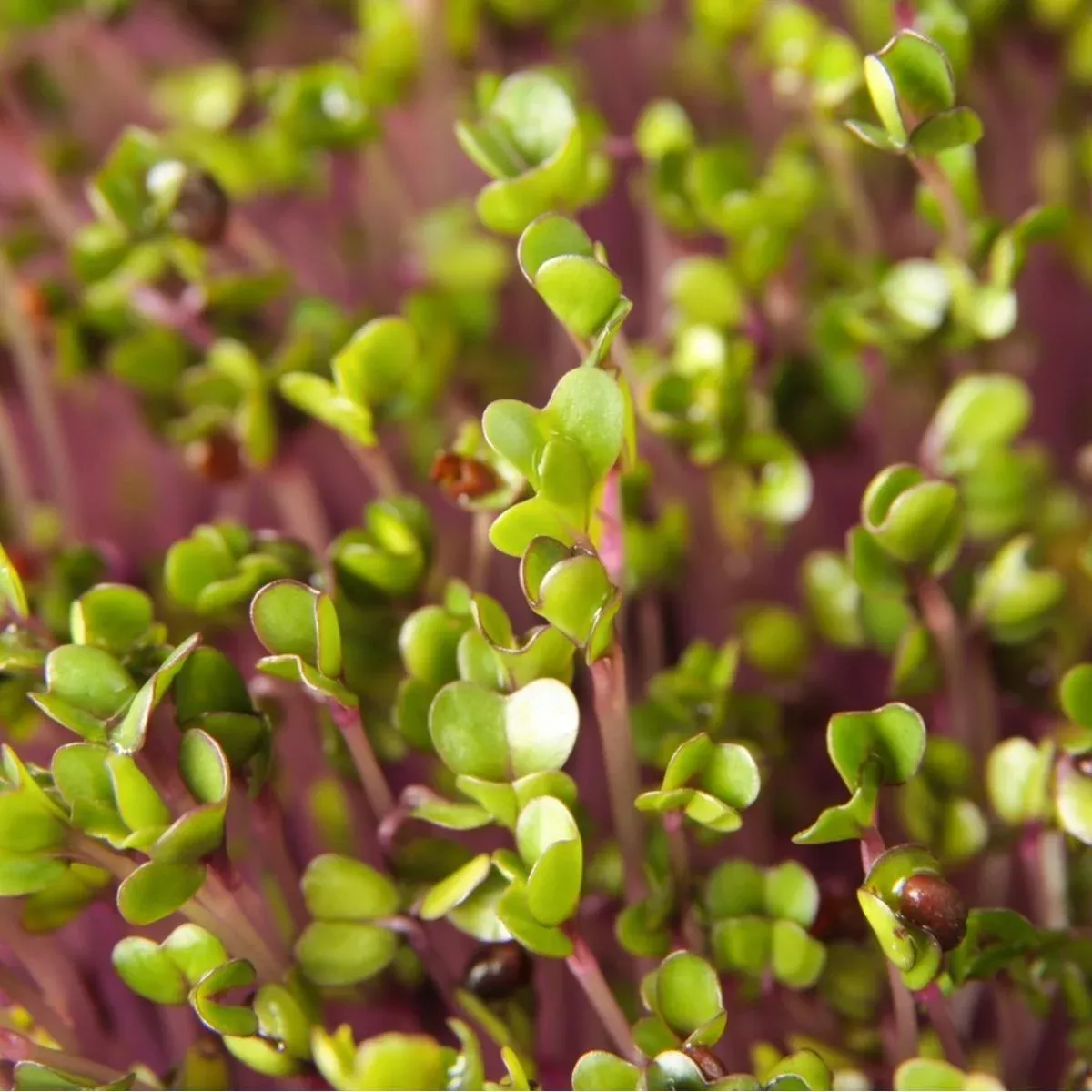 Blue Curled Scotch Kale Seeds (Microgreens)