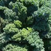 blue-curled-scotch-kale Blue Curled Scotch Kale