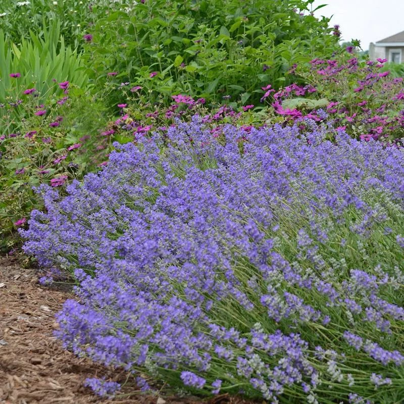 blue-cushion-english-lavender Blue Cushion English Lavender