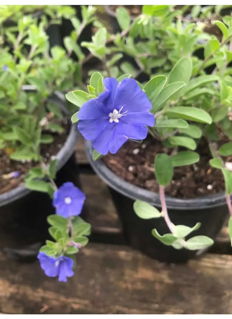 blue-daze Blue Daze