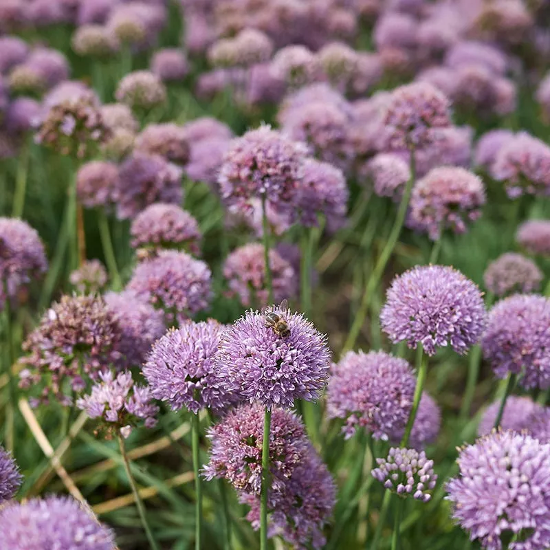 blue-eddy-allium Blue Eddy Allium