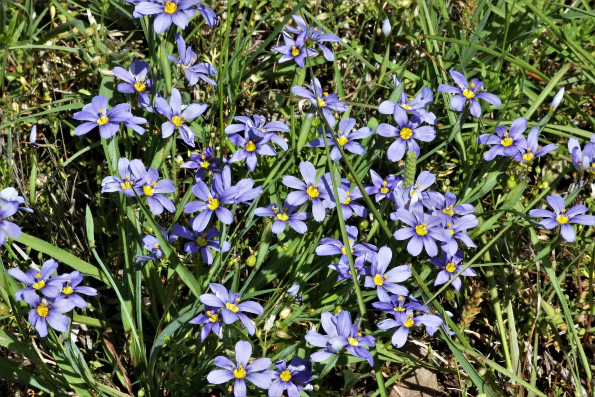 blue-eyed-grass-moody-blues Blue Eyed Grass 'Moody Blues'