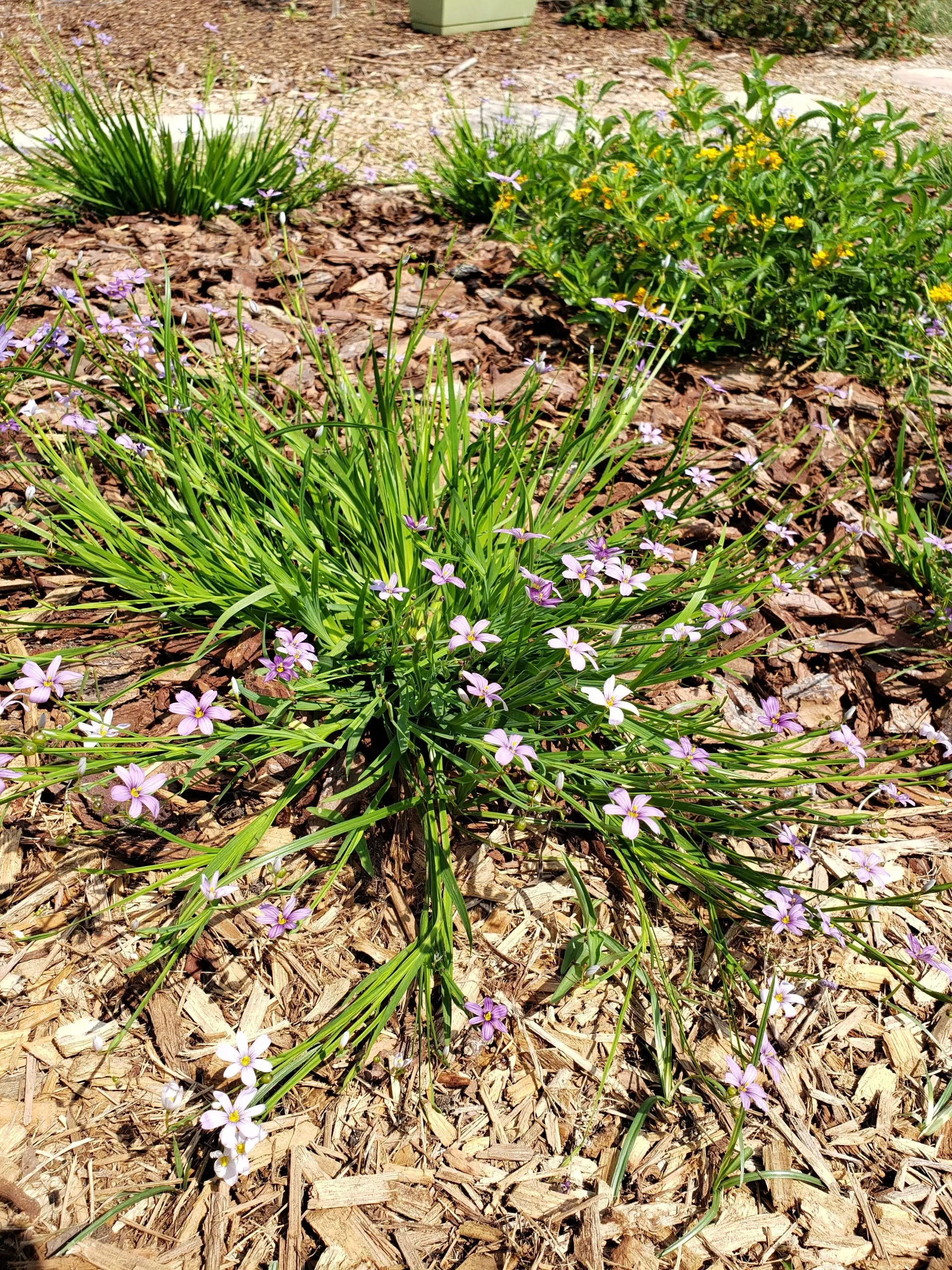 Blue-eyed Grass