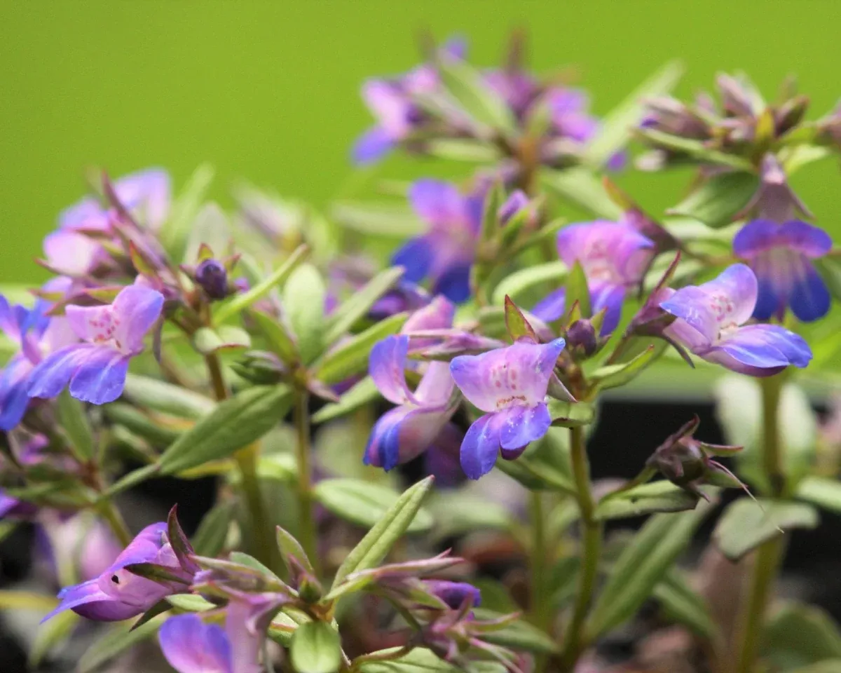 Blue-Eyed Mary Seeds (Collinsia grandiflora)