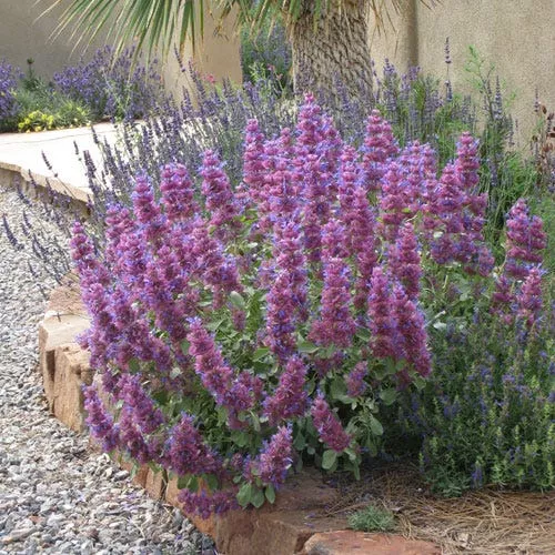 blue-flame-giant-purple-salvia Blue Flame Giant Purple Salvia