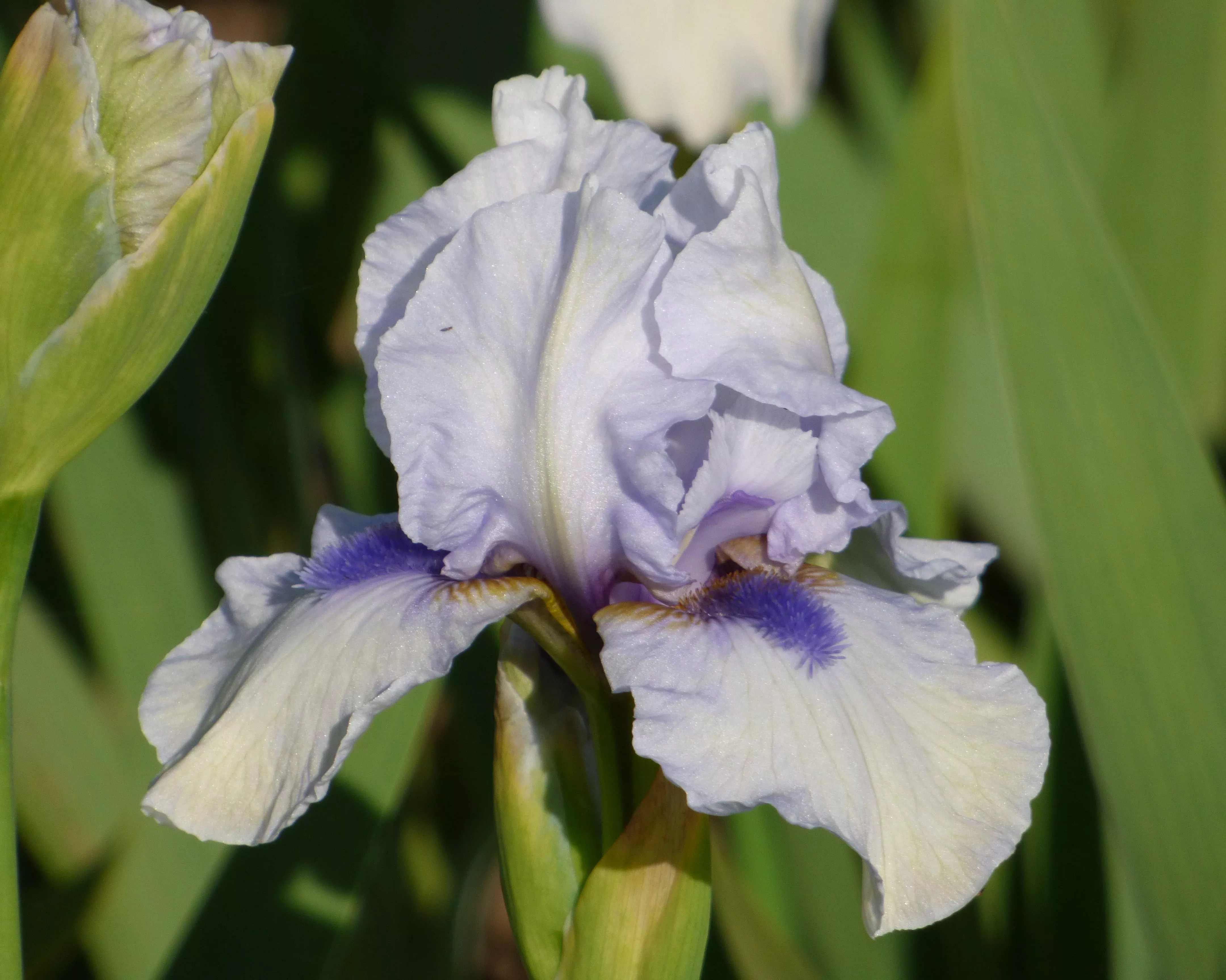 Blue Flirt