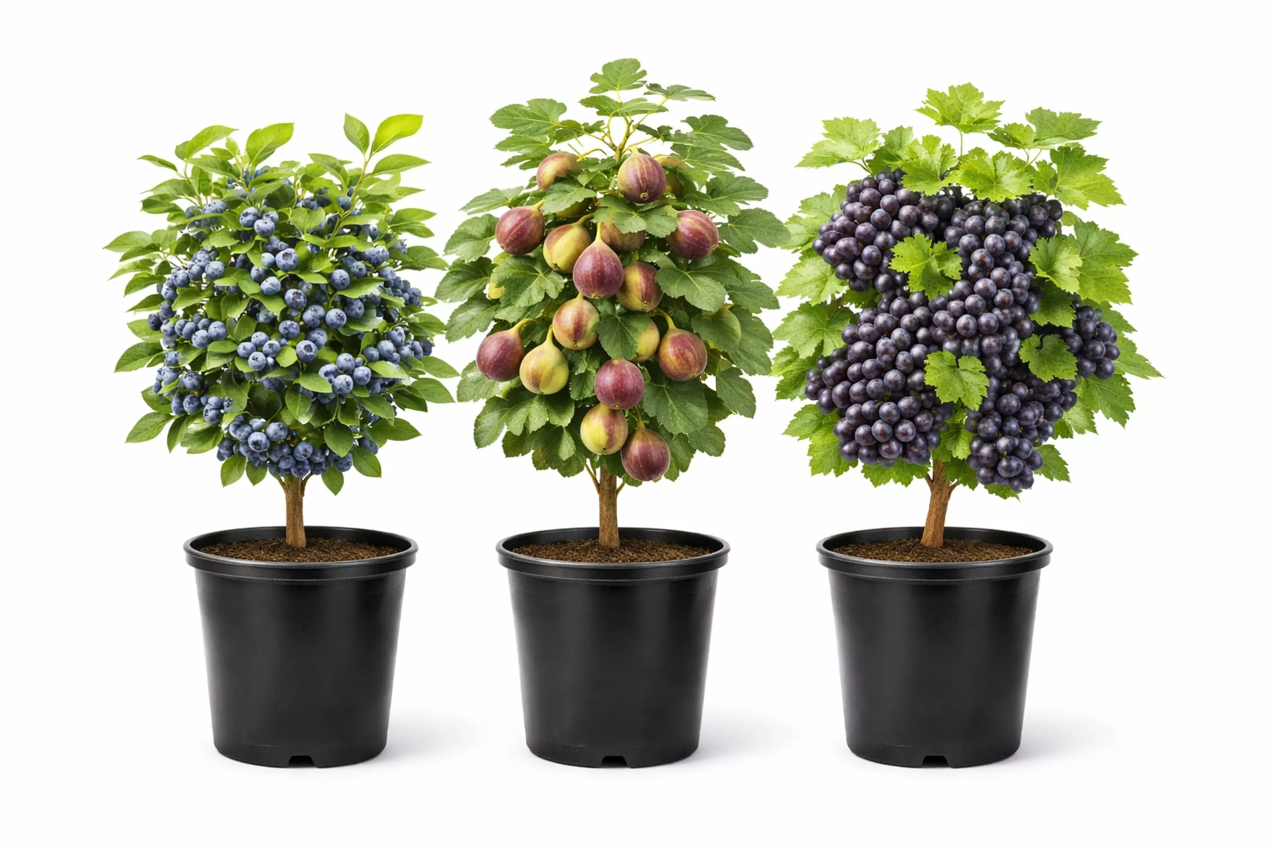 blue-fruits-bundle-one-live-plant-each-bluecrop-blueberry-mission-fig-concord-gr Blue Fruits Bundle – One Live Plant of Each – Bluecrop Blueberry, Mission Fig, Concord Grape – Ship Bare Root (3 Live Fruit Bush Plants) – Easy Grow Edible Fruit Trees and Vines Starter Kit