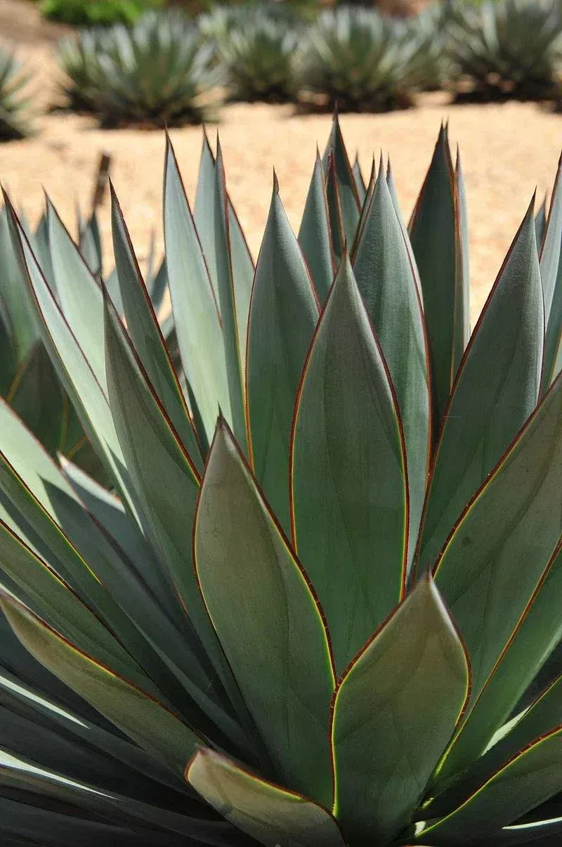 Blue Glow Agave