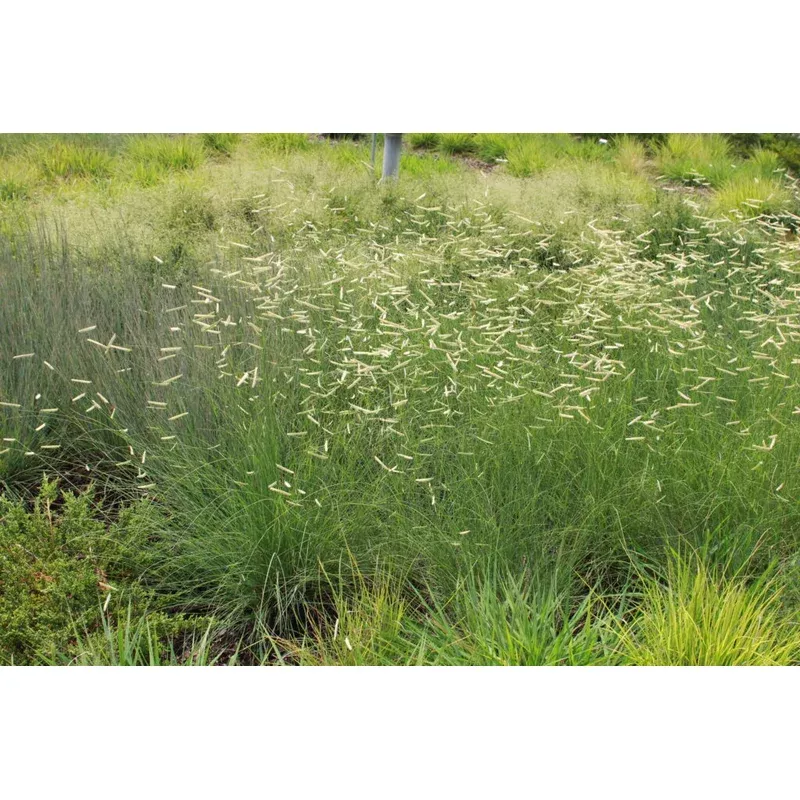 Blue Grama 'Blonde ambition'