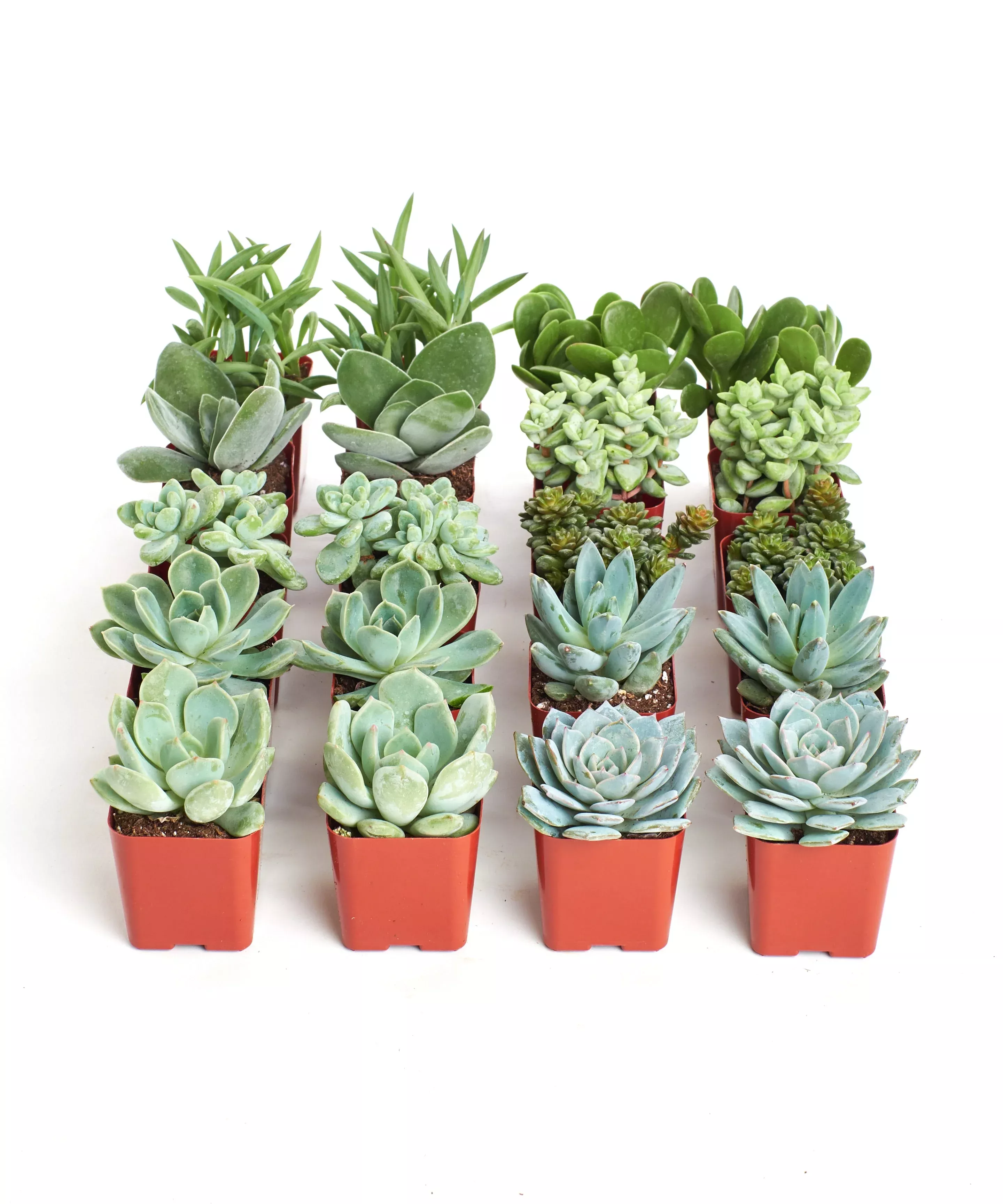 blue-green-mini-succulent-collection Blue & Green Mini Succulent Collection