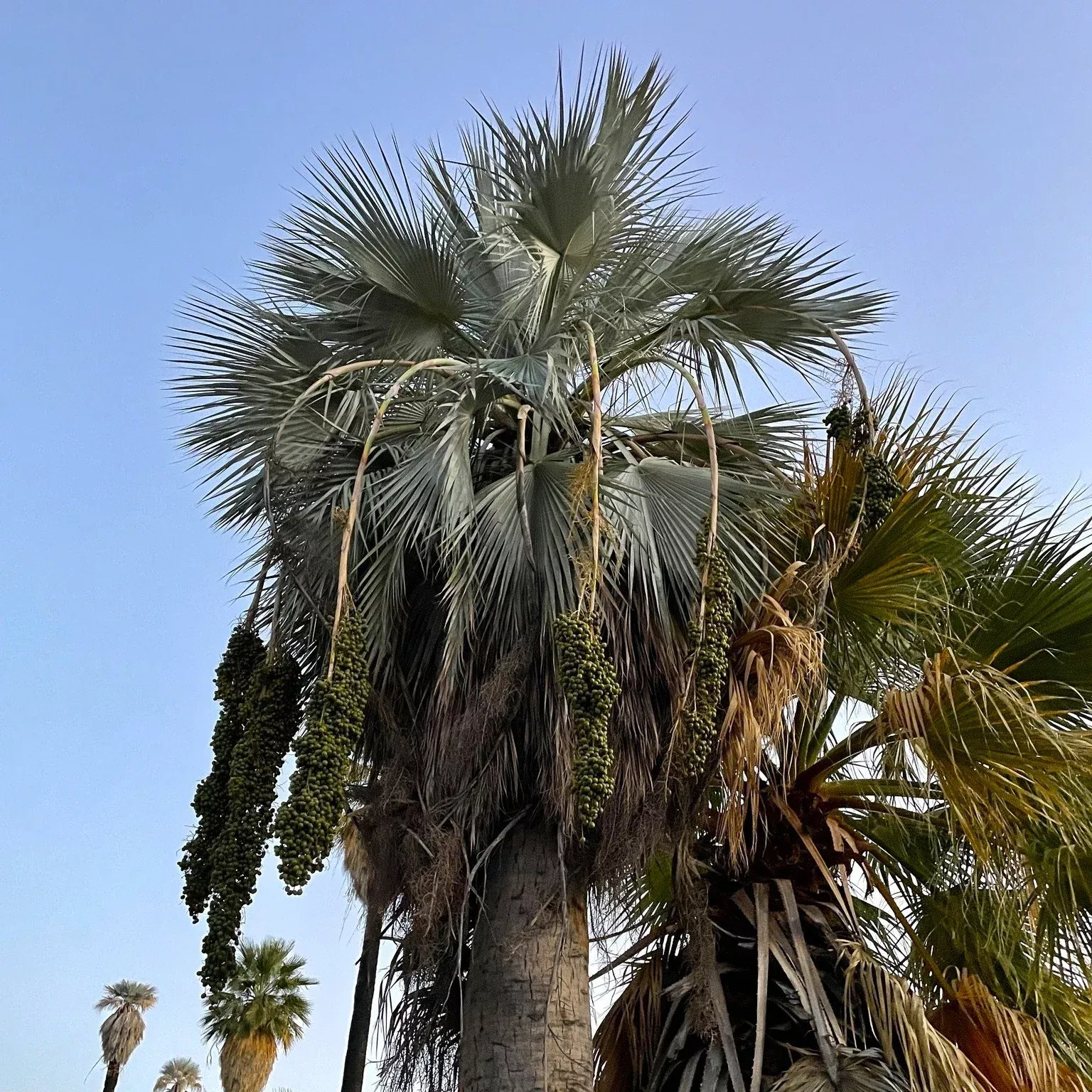 Blue Hesper Palm