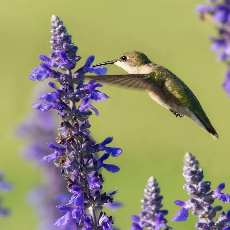 blue-hill-meadow-sage Blue Hill Meadow Sage