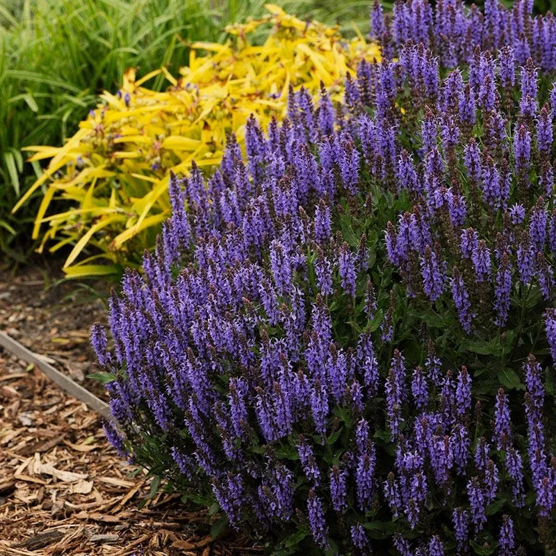 blue-hill-salvia Blue Hill Salvia
