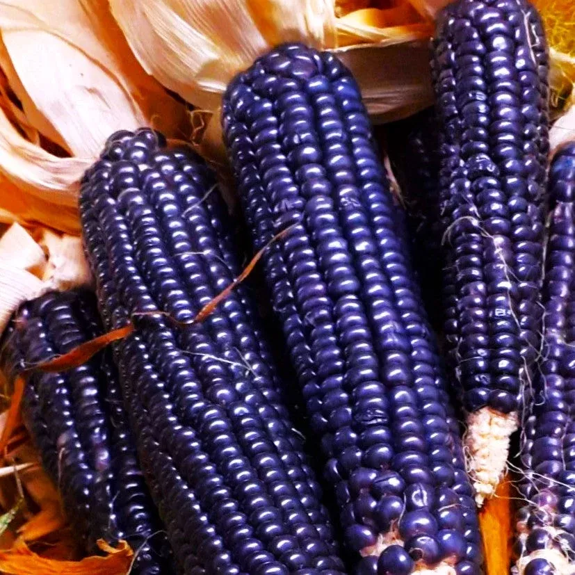 blue-hopi-flint-corn-ornamental Blue Hopi Flint Corn Ornamental