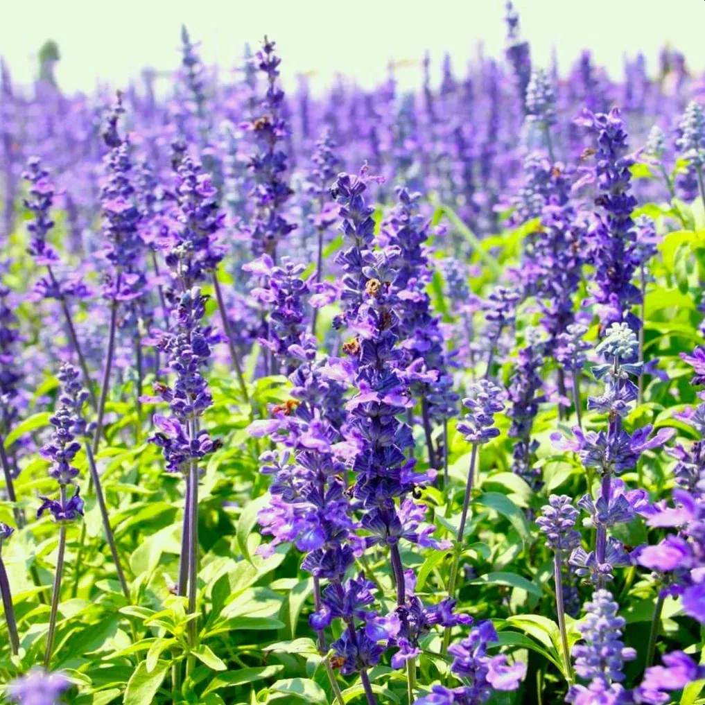 blue-hyssop Blue Hyssop