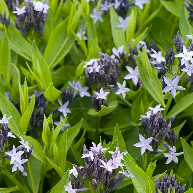 blue-ice-amsonia Blue Ice Amsonia