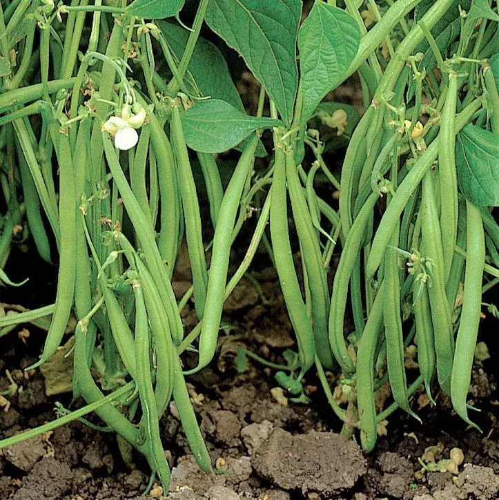 blue-lake-274-green-bean Blue Lake 274 Green Bean
