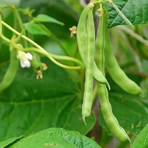 Blue Lake Pole Beans