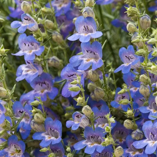 blue-lips-penstemon Blue Lips Penstemon