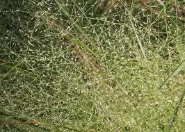Blue Lovegrass