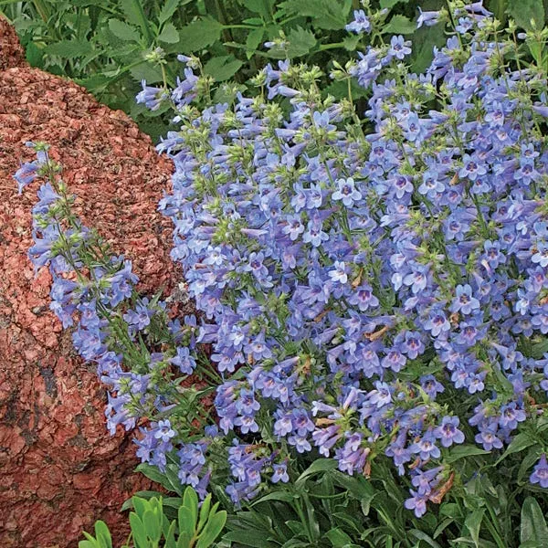 blue-mist-penstemon Blue Mist Penstemon